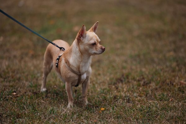 What are the best ways to reduce stress during vet visits for your dog?